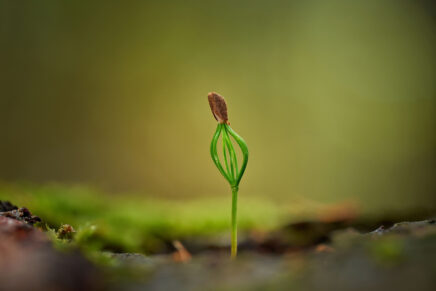 A tiny pine seedling emerging from the ground, still carrying its seed case