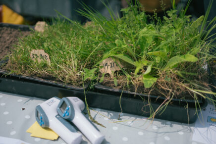 Digital thermometers in front of trays of short and long grass as part of a heat mapping demo