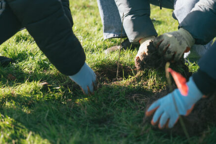 A group work together to plant a small tree transplant