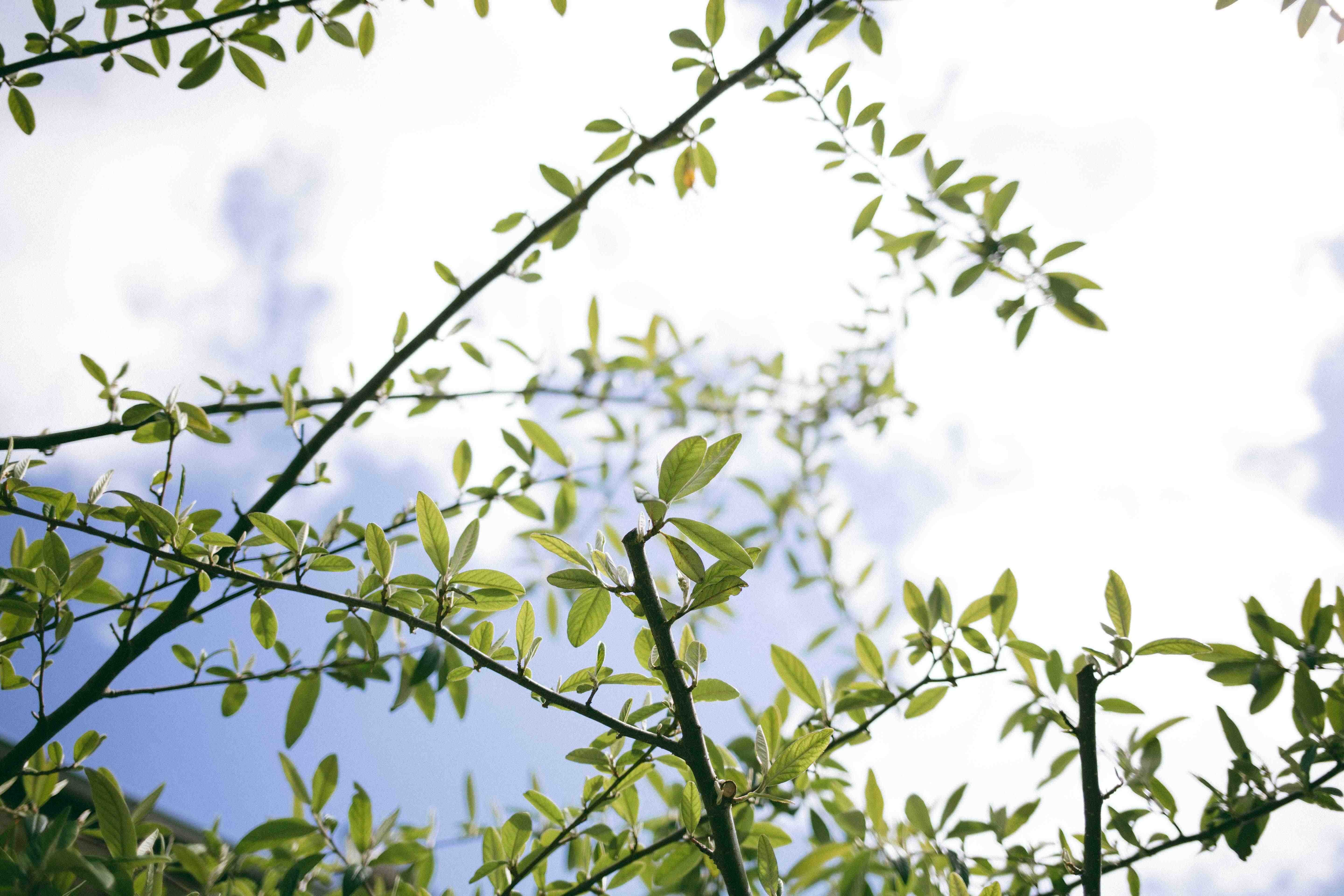 Looking up at clouds through branches of trees