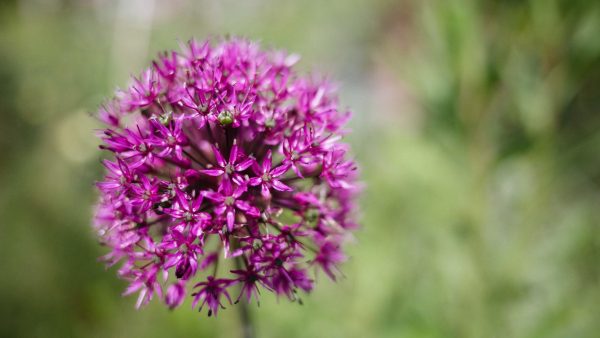Small pink Allium flower head