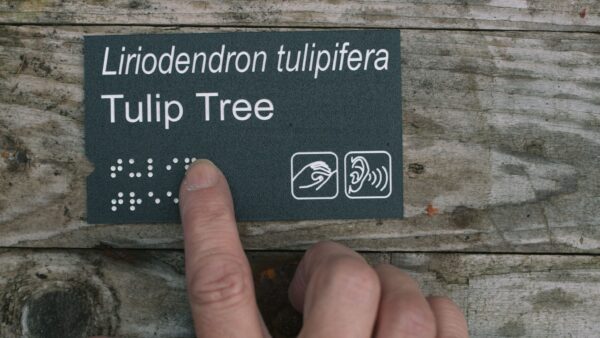Plant label with addition of Braille and Widgits