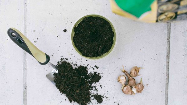 pot soil and bulbs for planting