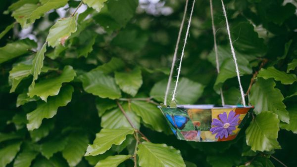 butterfly feeder hanging on a branch