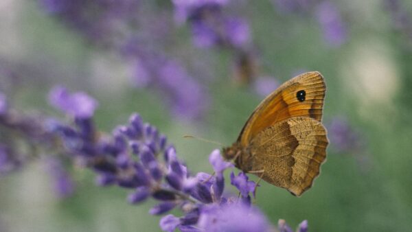 Butterfly feeding on a lavender flower