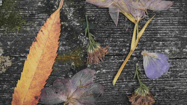 Pressed flowers and leaves