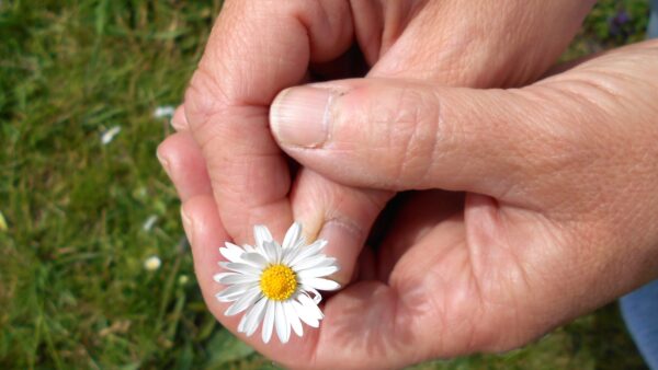 Hands holding a daisy flower