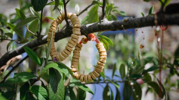 bird feeders in the trees