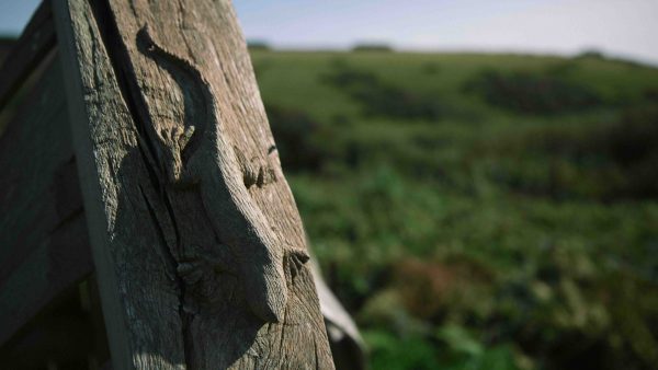 Lizard on a wooden post