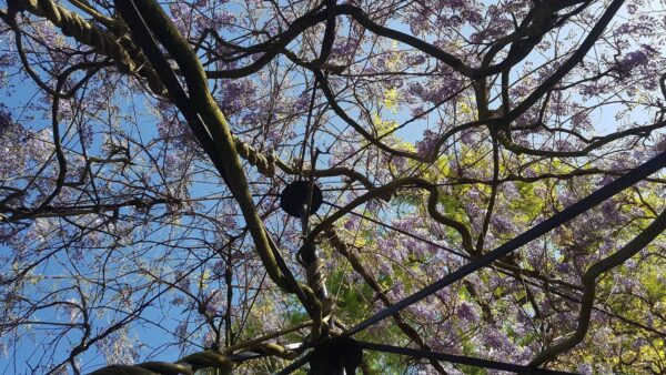 A pergola covered in wisteria flowers