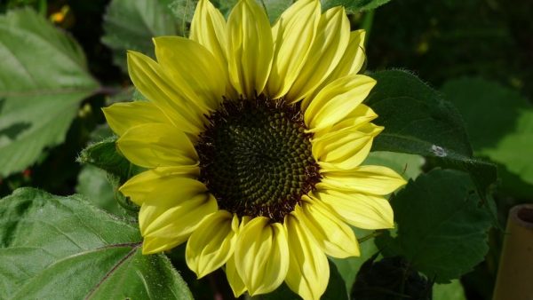A sunflower
