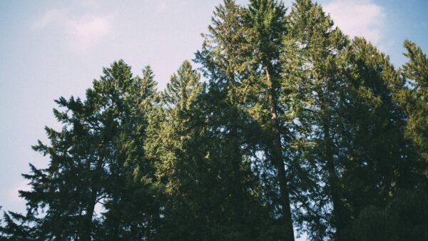 A distant view of a group of conifer trees