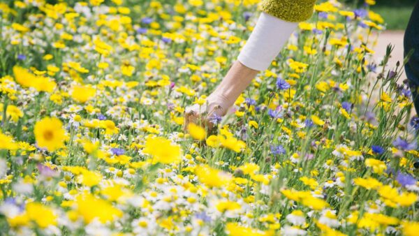 An arm reaches into a large patch of yellow and purple wildflowers. It is bright and sunny