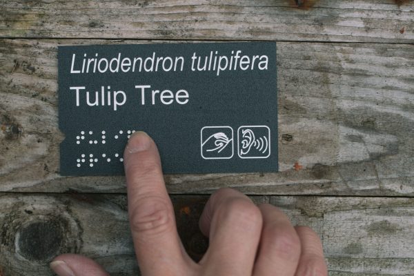 Plant label with addition of Braille and Widgits