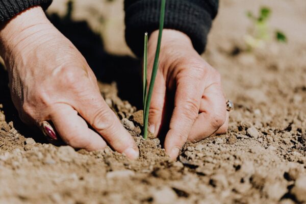 Hands planting a tree