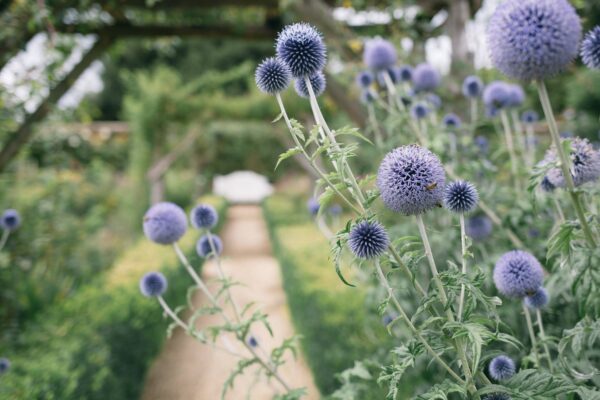 Garden path with flowering alliums either side
