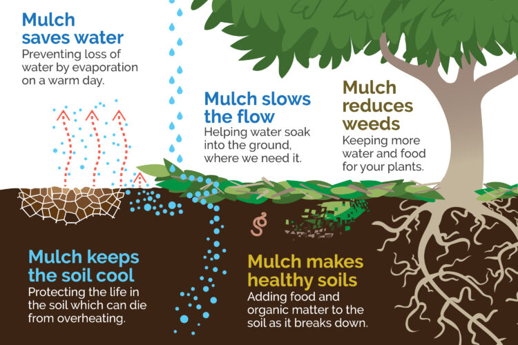 diagram shows the different roles of mulch in a garden