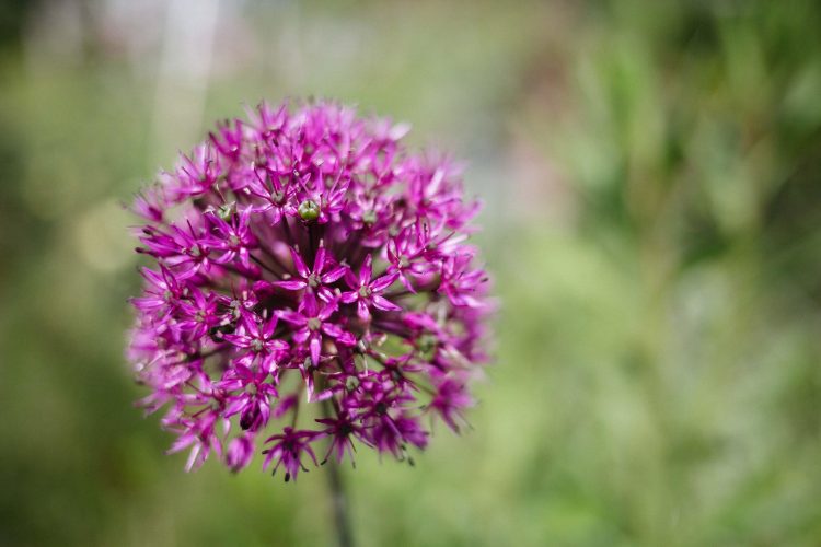 Small pink Allium flower head