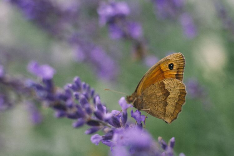 Butterfly feeding on a lavender flower