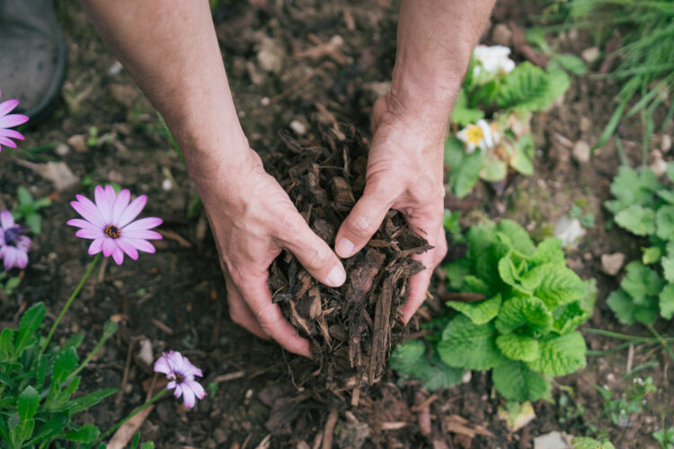 Close up of hands putting bark chippings on the ground as mulch