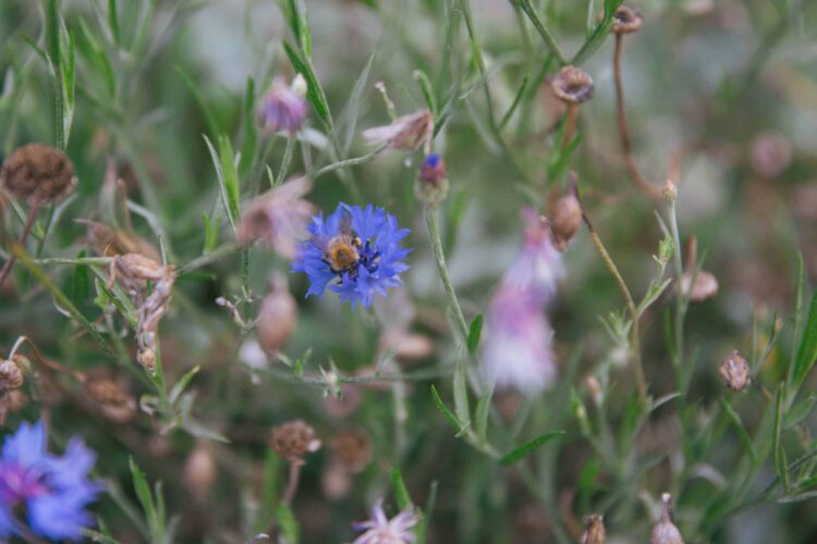 close up image of a blue wildflower and a bee inside it