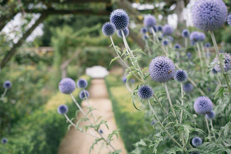 Flowers frame the beginning of a garden path