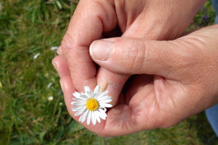 Hands holding a daisy flower