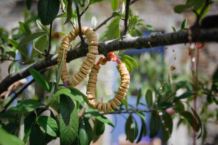 bird feeders in the trees