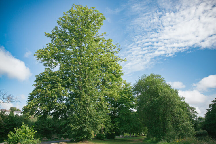 A mature lime tree in full leaf with blue sky and whispy clouds