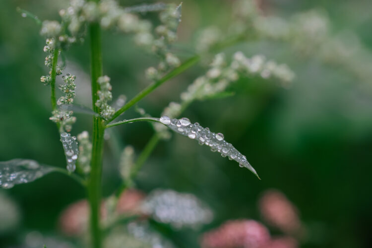 Plant leaves with water droplets sitting on their surface