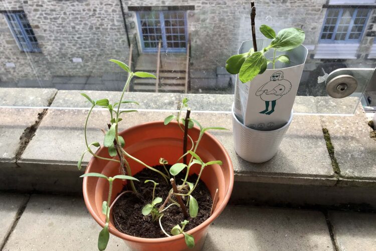 Sunflower seedlings grow in two pots on a balcony