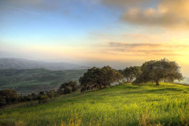 Trees on a green hill with a blue and pink sky behind