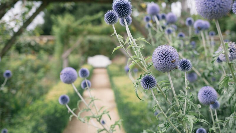 Round blue flowers frame the beginning of a garden path