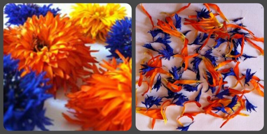 A mixture of dry orange marigold and blue cornflower flowers and petals