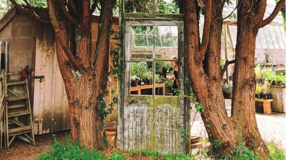 An old door sandwiched between trees