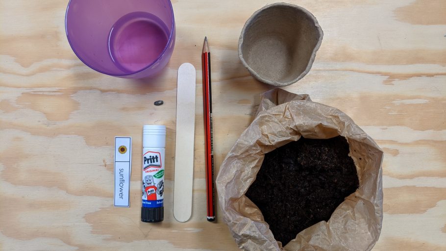 Materials ready for a sunflower growing activity