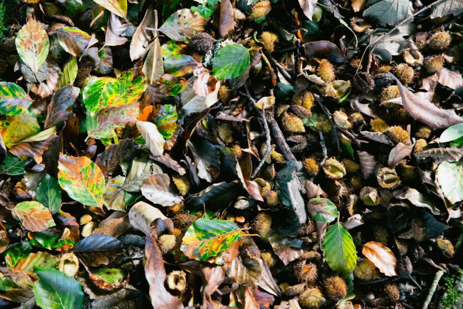 A mix of Beech leaves and seed cases cover the ground