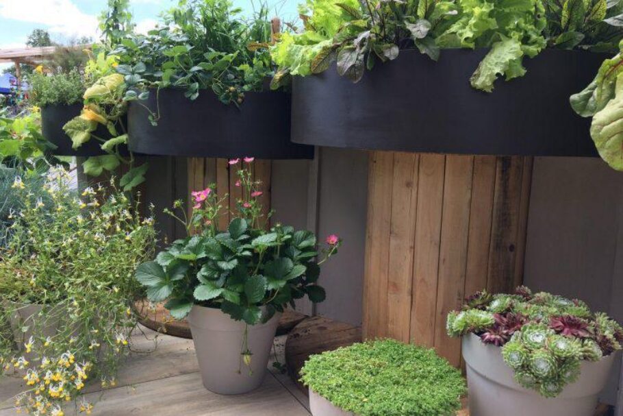 Plants are outdoors in pots and cable drums at various heights