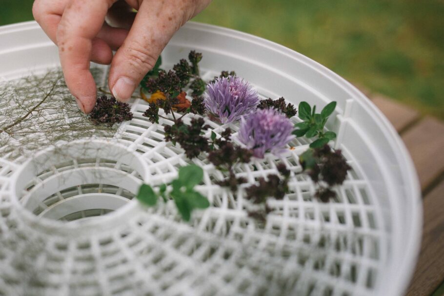 Flowers in a dehydrator to be dried out