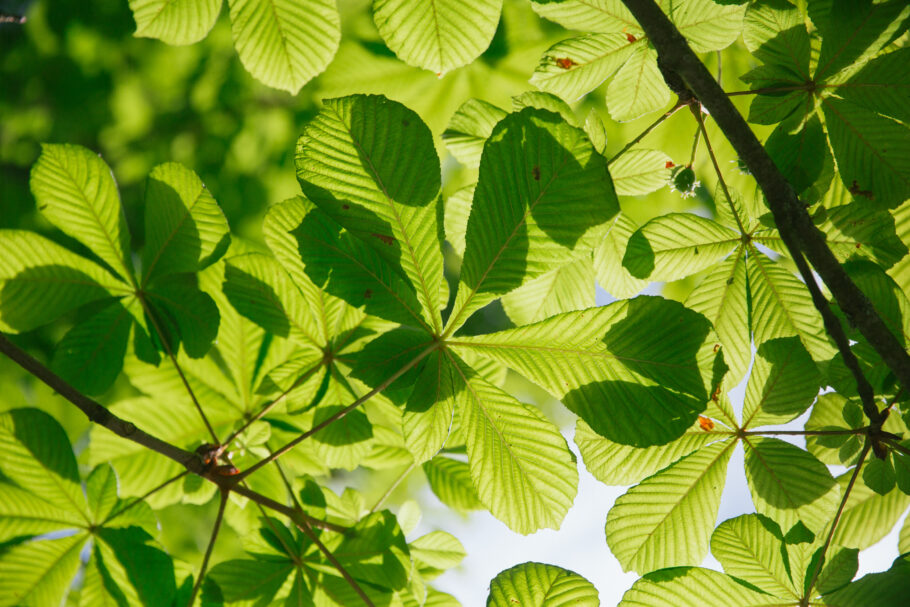 Leaves of Horse Chestnut silhouetted against a sunny sky
