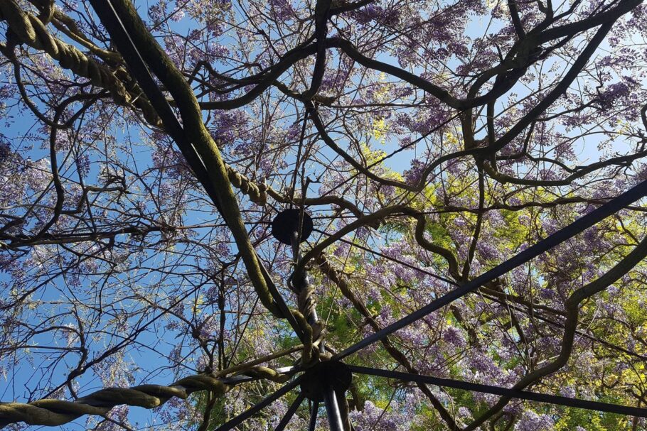 A pergola covered in wisteria flowers