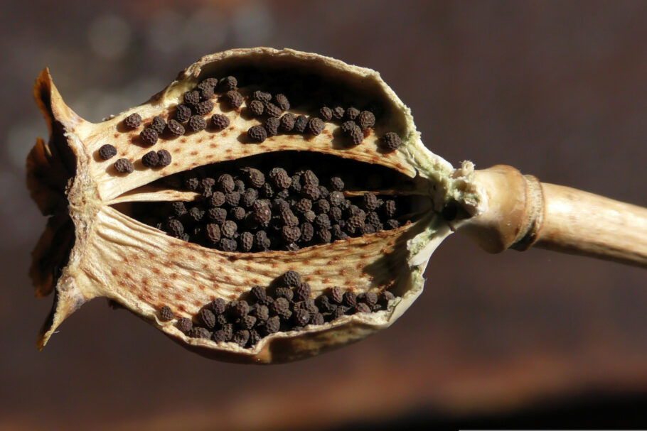 Dried poppy seed with the side open revealing black poppy seeds inside