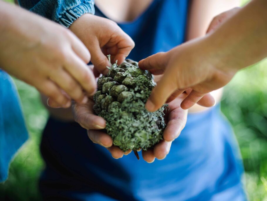 childrens hands are on a large pinecone